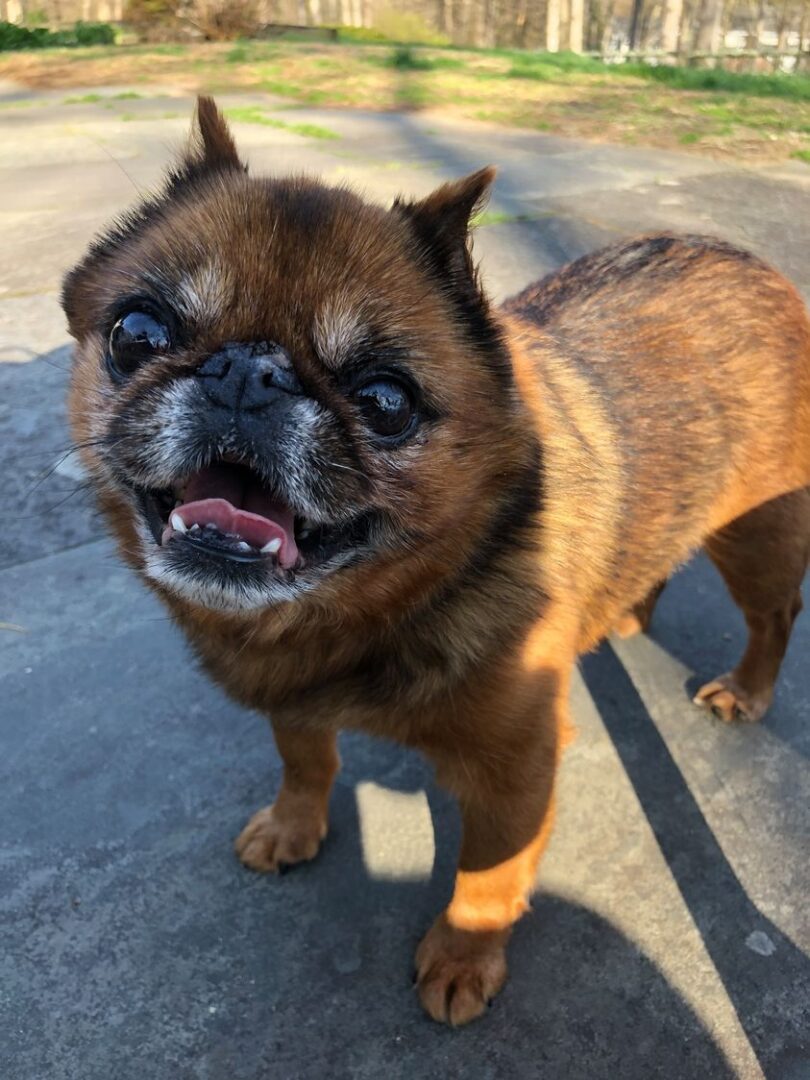 National Brussels Griffon Rescue, Inc.