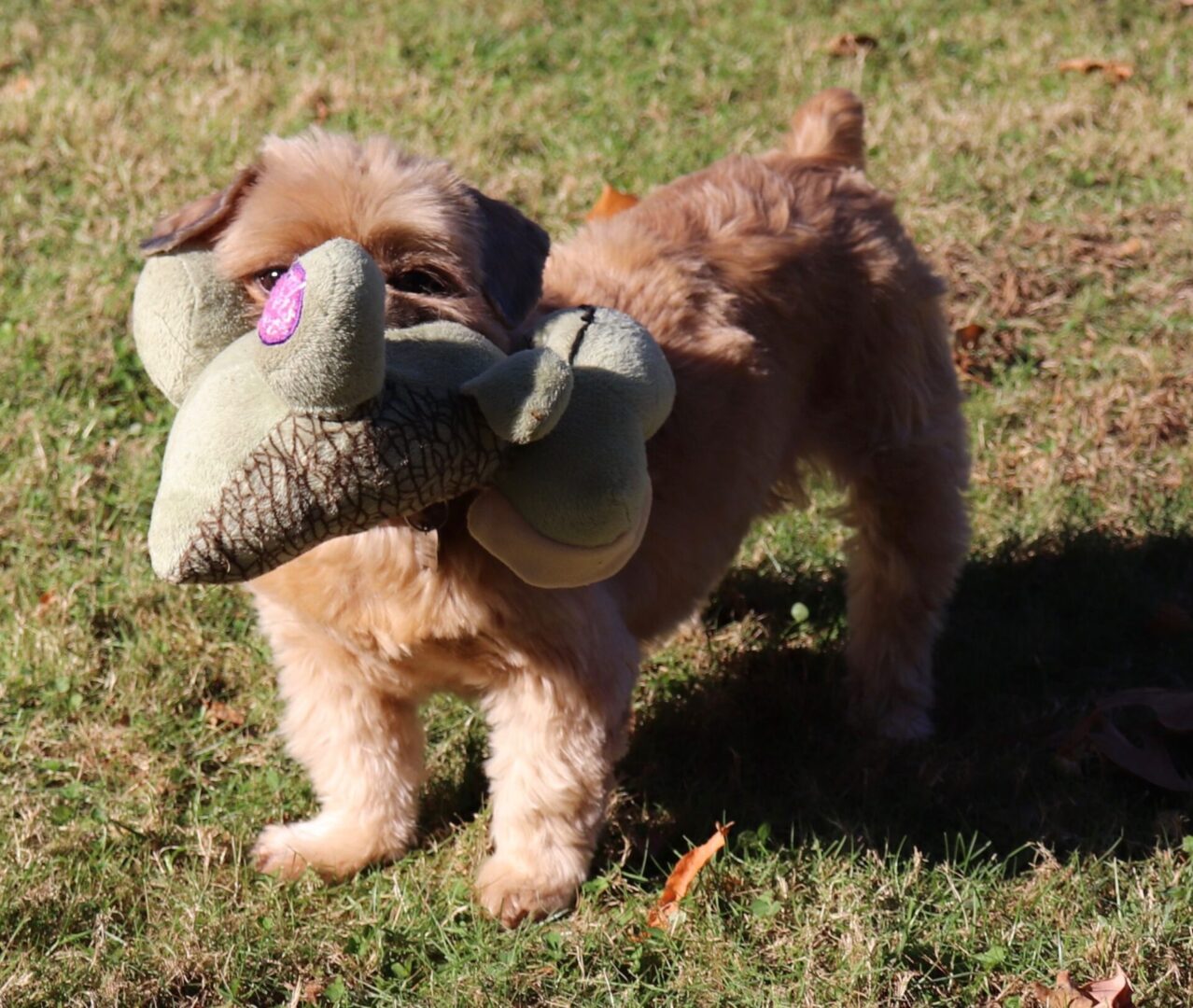 National Brussels Griffon Rescue, Inc.