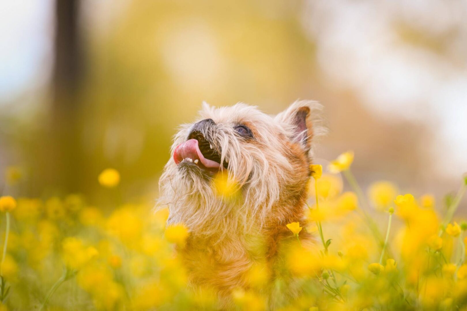 National Brussels Griffon Rescue, Inc.