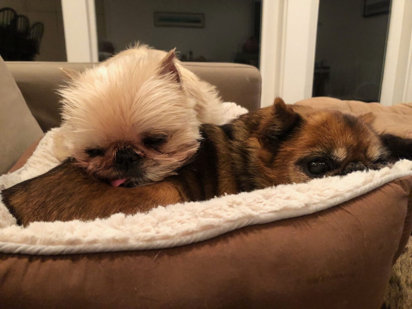 National Brussels Griffon Rescue, Inc.