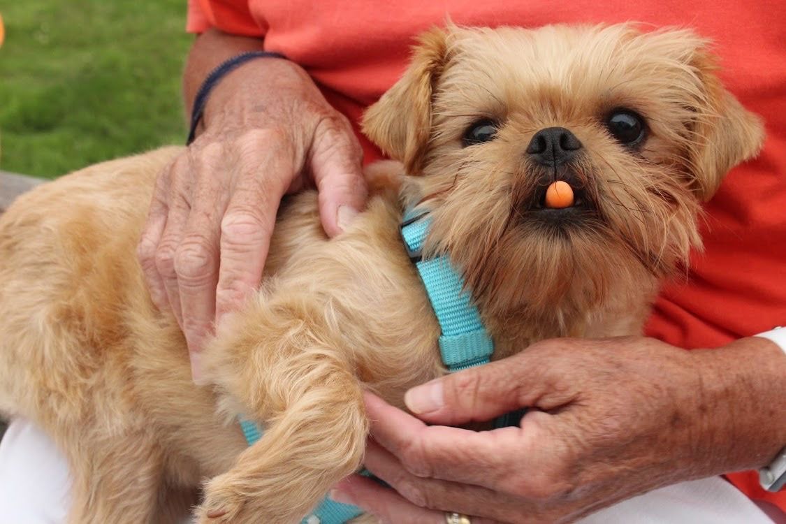 National Brussels Griffon Rescue, Inc.