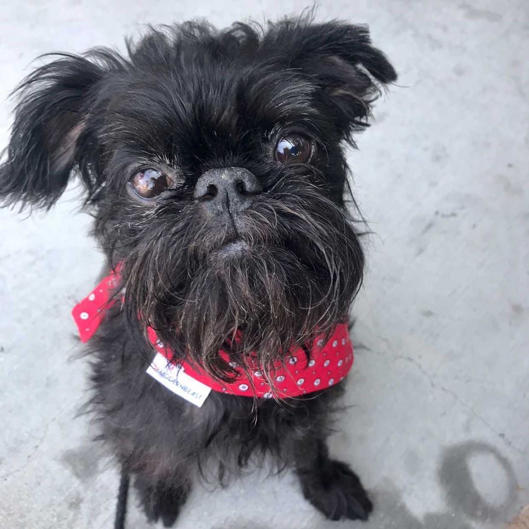 A sitting black Brussels Griffon wearing a red bandana