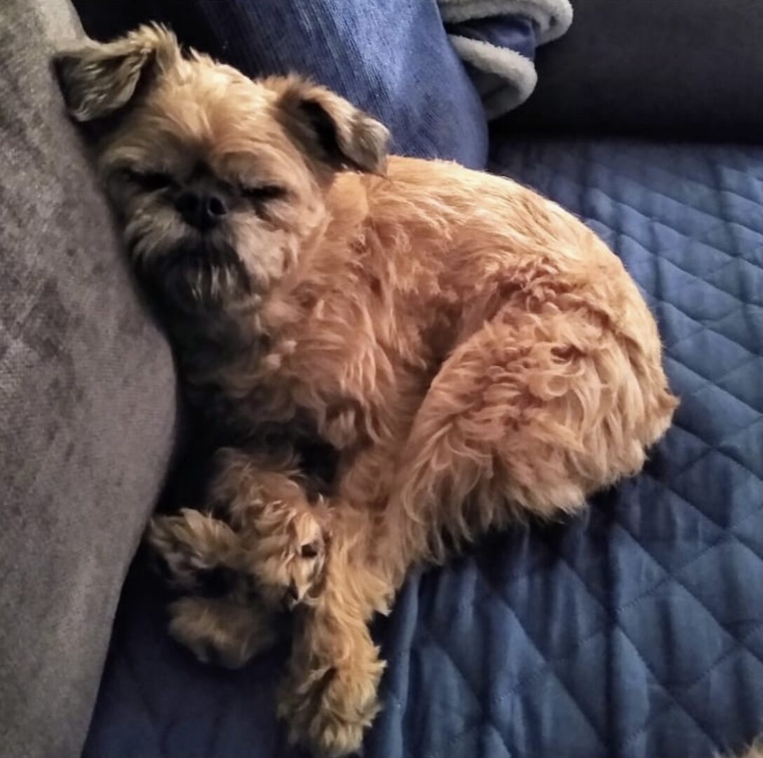 A sleeping brown Brussels Griffon