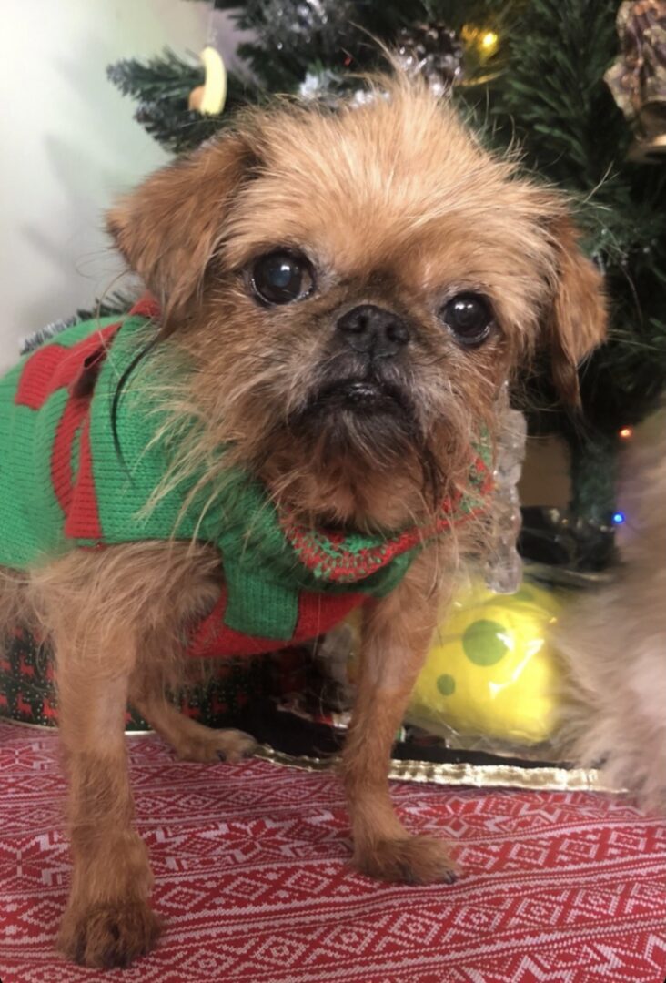 A Brussels Griffon wearing a green Christmas jacket