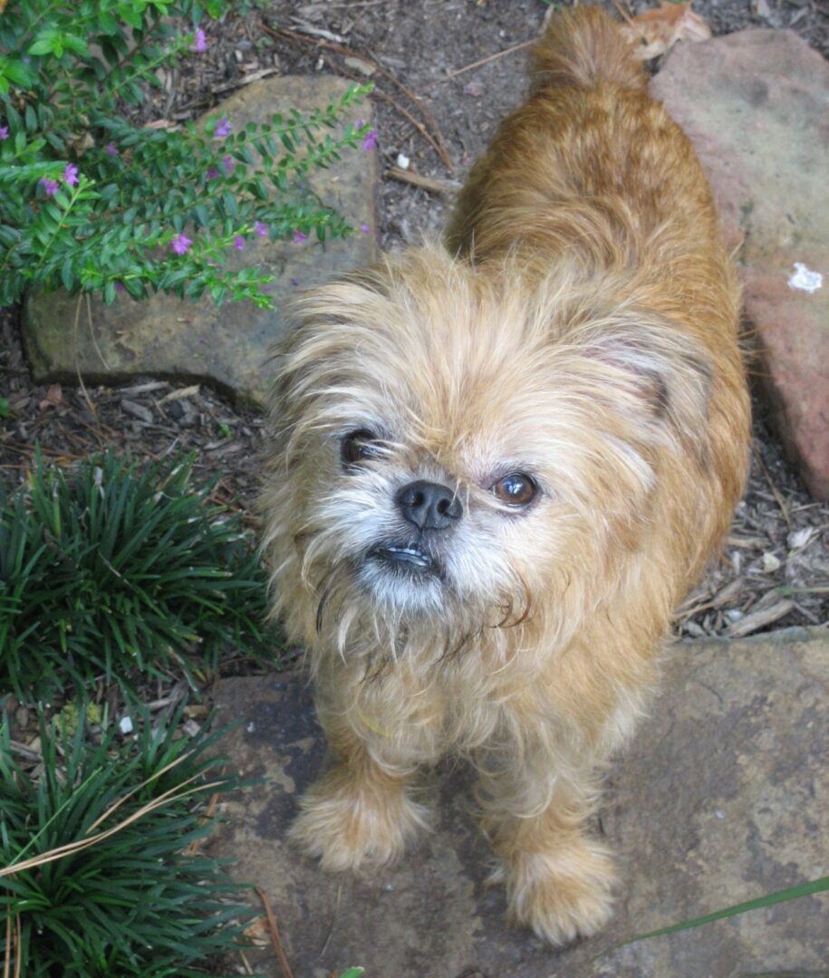 A light brown Brussels Griffon on a garden