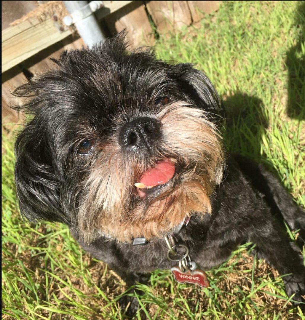 A black Brussels Griffon near a fence