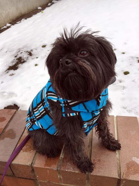A black dog wearing a blue shirt sitting on the ground.
