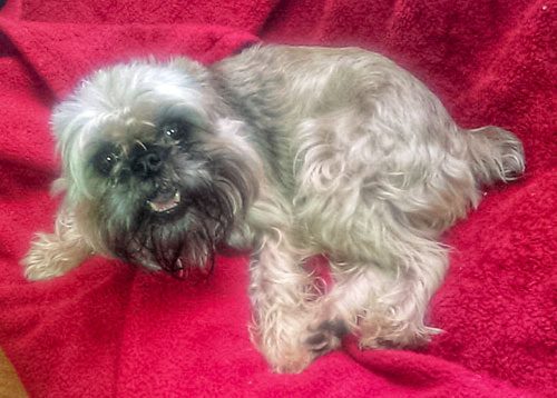 A dog laying on top of a red blanket.