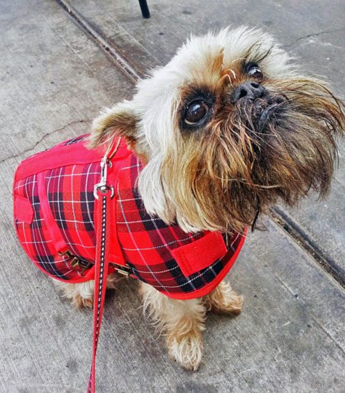 A small dog wearing a red plaid coat.