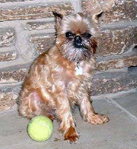 A fluffy cat with long hair on its head.
