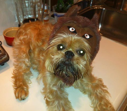 A dog with two eyes on its head.