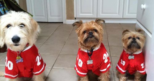 Three dogs in football jerseys are standing on the floor.
