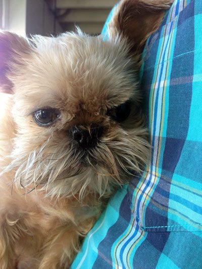 A small dog laying on top of a blanket.