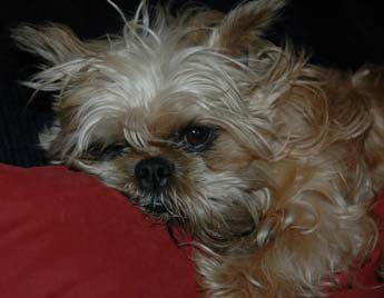 A small dog is laying on the couch