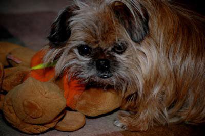 A dog is chewing on some food
