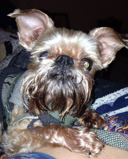 A small dog with long hair and a beard.