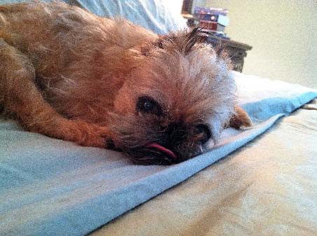 A small dog laying on top of a blanket.