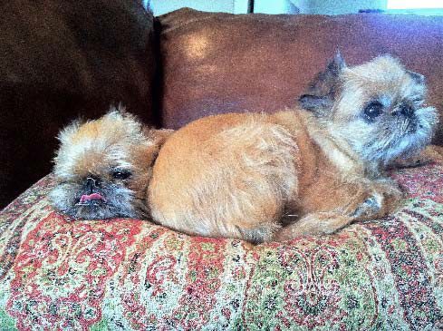 Two dogs are laying on a couch together.