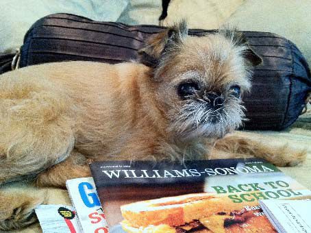 A small dog laying on top of some books