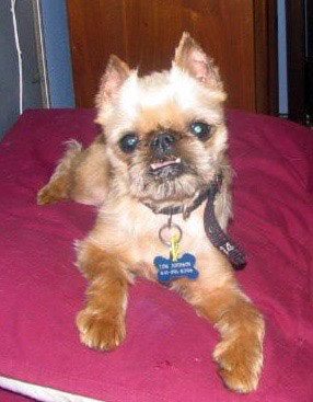 A small dog is sitting on the bed