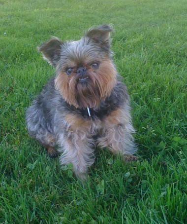 A small dog sitting in the grass looking at something.