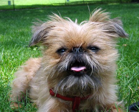 A small dog sitting in the grass with its tongue hanging out.