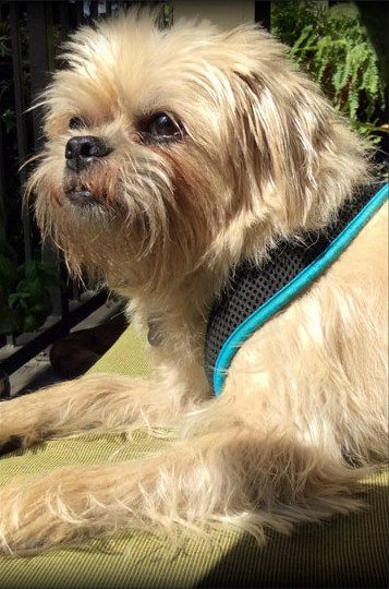 A small dog wearing a harness sitting on the grass.