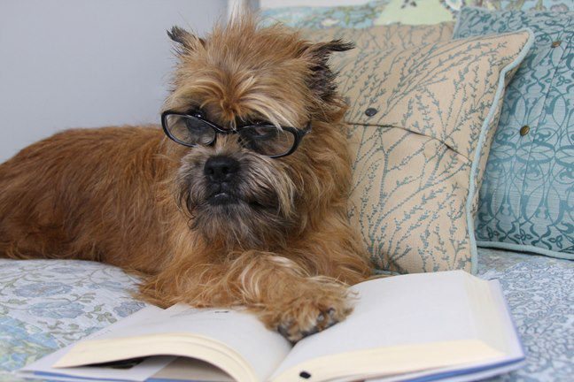 A dog with glasses is laying on the book