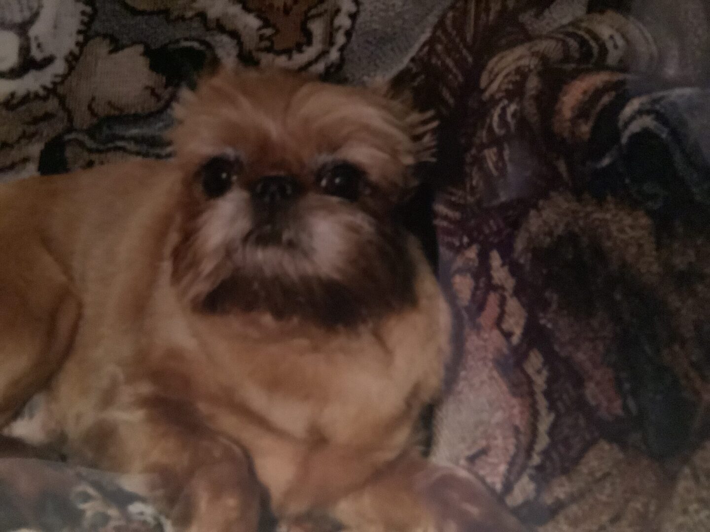 A Brussels Griffon sitting on a red carpet