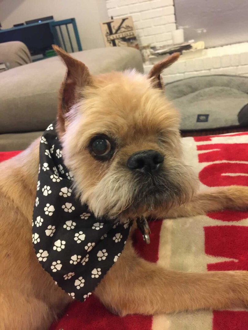 A Brussels Griffon wearing a black bandana with white paw prints