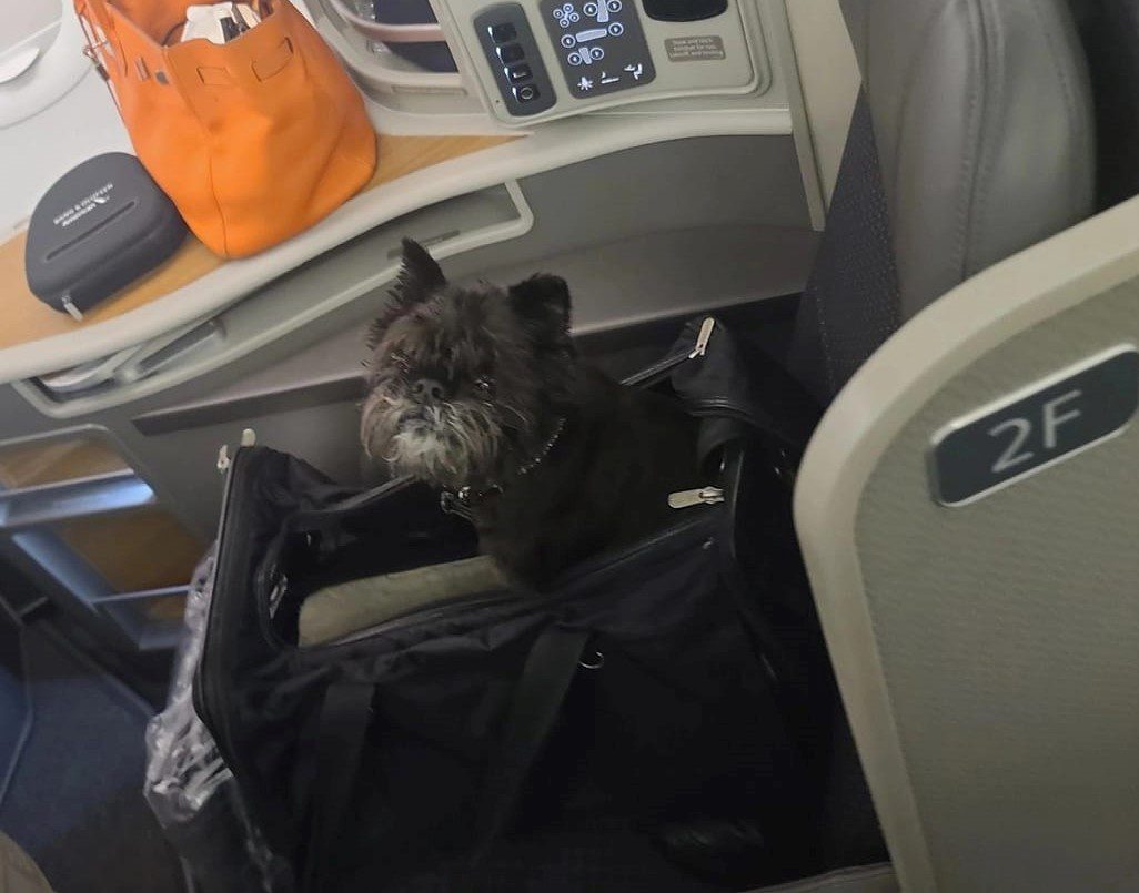 A black Brussels Griffon sitting on a bag