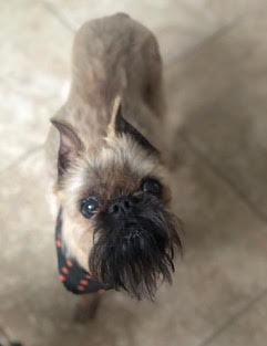A small dog with a black and brown collar.