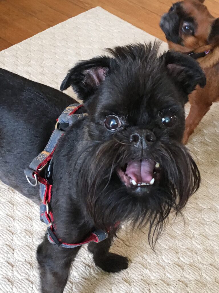 A black dog with a red collar and leash.
