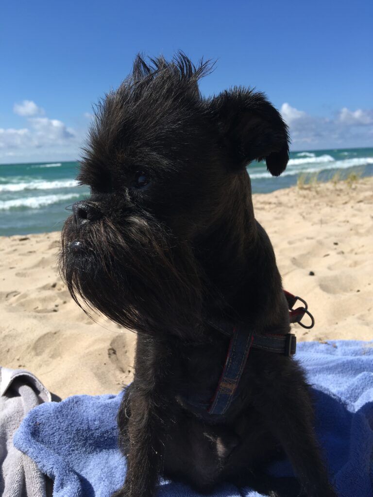 A black dog sitting on top of a towel at the beach.