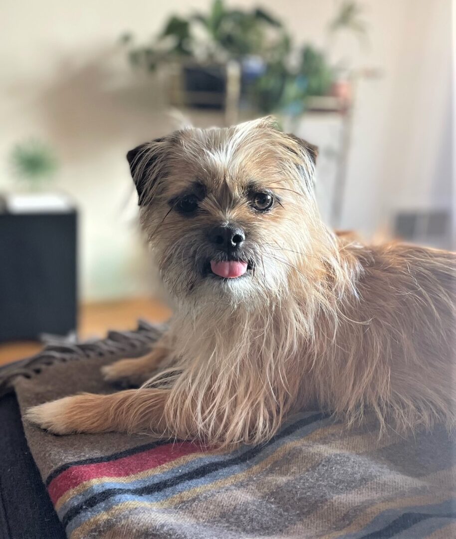 A Brussels Griffon laying down on a scarf