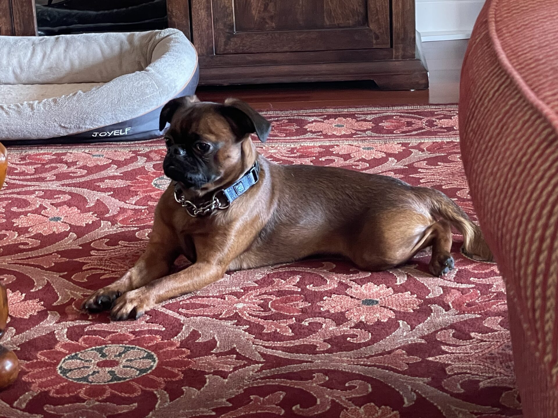 A Brussels Griffon sitting on a red carpet