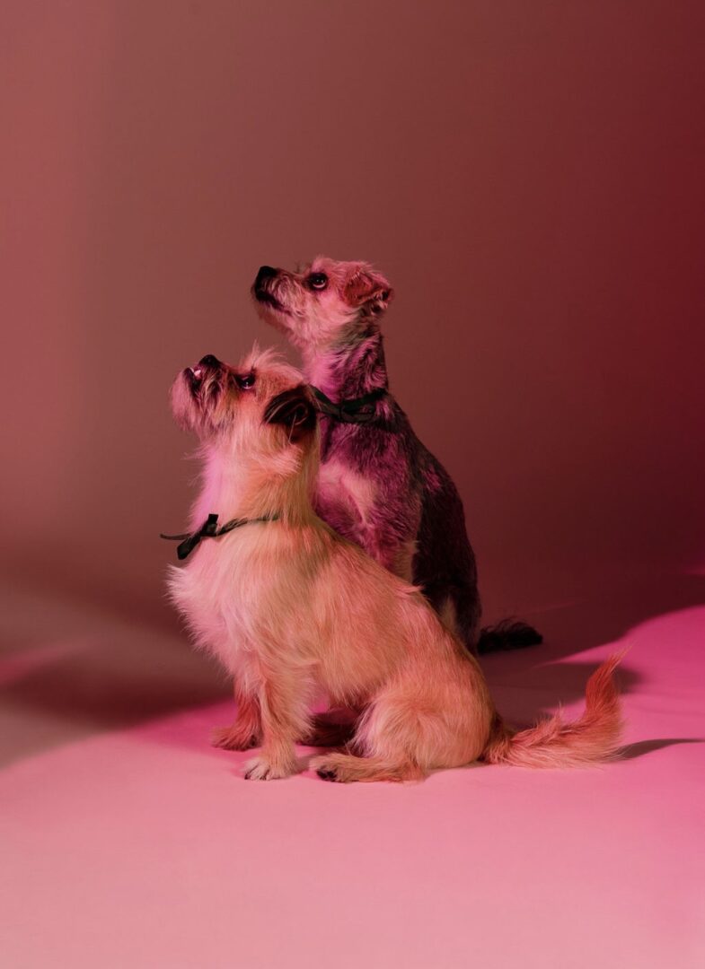 Two Brussels Griffon Dogs Sitting and Looking up