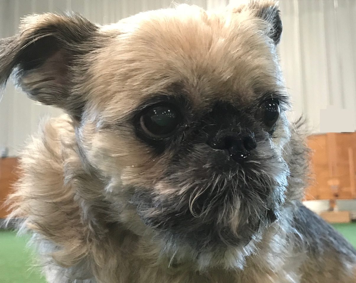 A close up of a dog 's face with a blurry background