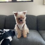 A small dog sitting on top of a couch.