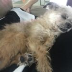 A dog is sleeping on the couch
