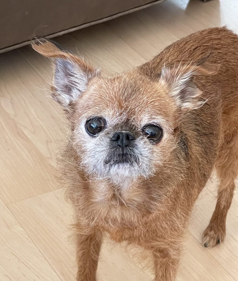 A small dog standing on the floor looking at the camera.