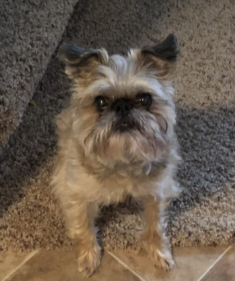 A small dog sitting on the stairs looking at the camera.
