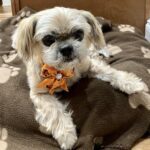 A dog with a bow tie on his collar.
