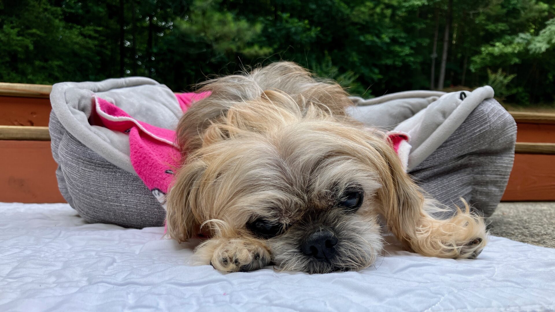 A dog laying on top of the ground.