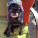 A black pug dog wearing a colorful hat.